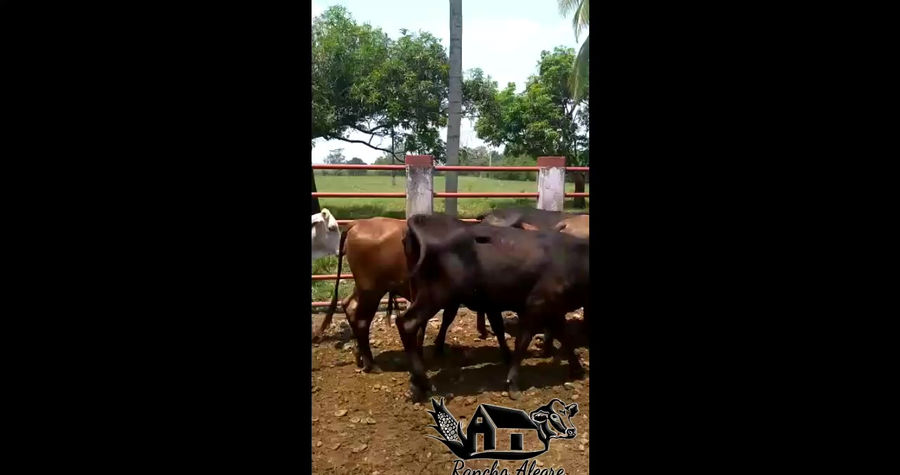 Venta de animales para engorde